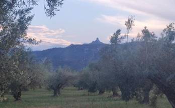 77 terrenos y fincas en venta vinallop