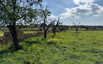 33 terrenos y fincas en venta manacor