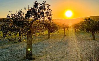 109 terrenos y fincas en venta santa margalida