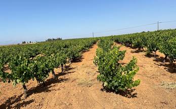 venta finca rustica bollullos par del condado periferia