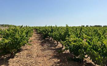 venta finca rustica bollullos par del condado periferia