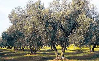 49 casas en venta lucena