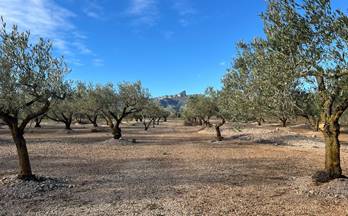venta terrenos solares el perello el perelló