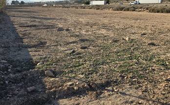 28 terrenos y fincas en venta monforte del cid