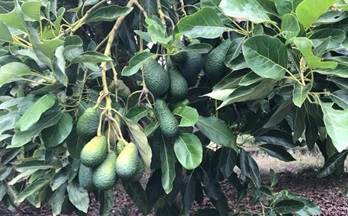 venta finca rustica salobreña vega