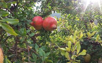 venta terrenos solares resto provincia villamena