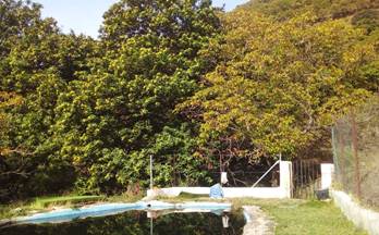 152 casas en venta canillas de aceituno