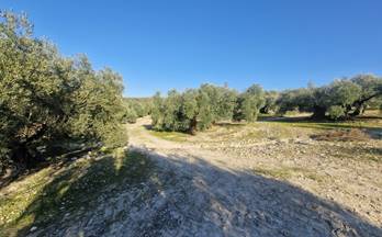 45 terrenos y fincas en venta cordoba provincia