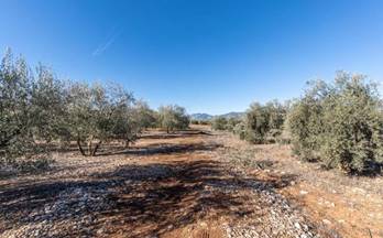 venta finca rustica cogollos de la vega camino deifontes