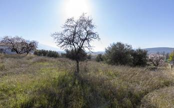 venta terrenos solares padul avda. de andalucía