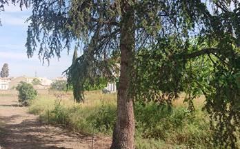 98 terrenos y fincas en venta alfacar
