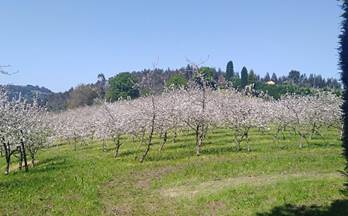 venta finca rustica gijon periferia - cenero