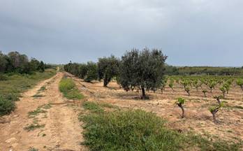 venta finca rustica bollullos par del condado periferia