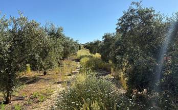 venta finca rustica bollullos par del condado periferia