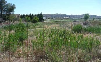 TERRENOS SOLARES en venta Nuez de Ebro Nuez de ebro