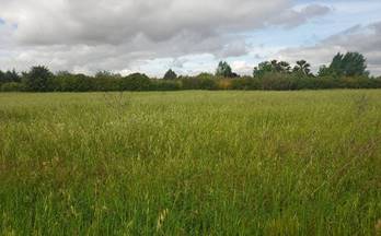 55 terrenos y fincas en venta zafra