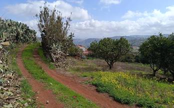 2 terrenos y fincas en venta santa maria de guia de gran canaria