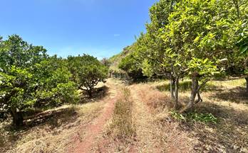 3 terrenos y fincas en venta firgas