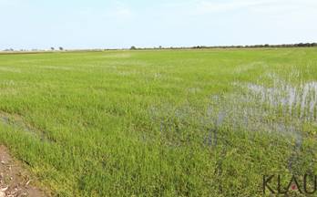 133 terrenos y fincas en venta l´aldea
