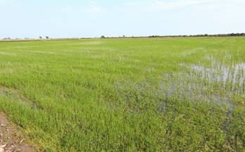 venta terrenos solares amposta ullals