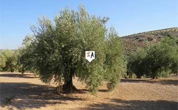 venta terrenos solares alcaudete remote