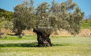 525 casas en venta islas baleares provincia