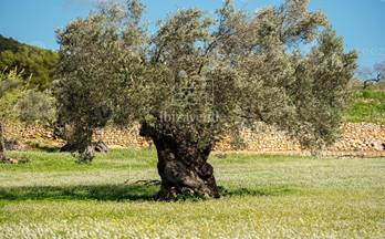 venta casa unifamiliar santa eulalia del rio 