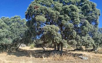 venta finca rustica fresnedilla de la oliva polígono