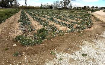 venta terrenos solares sant jaume d´enveja rustica