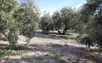 4 terrenos y fincas en venta cabra