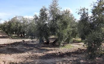 venta finca rustica lucena 
