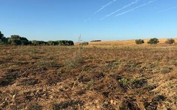 10 terrenos y fincas en venta chucena