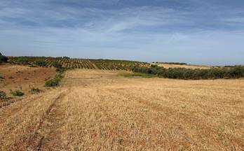 161 terrenos y fincas en venta almonte