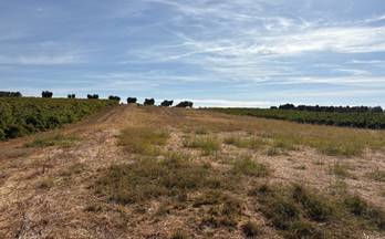 148 terrenos y fincas en venta villalba del alcor