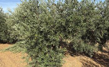 venta terrenos solares bollullos par del condado andalucia