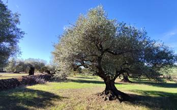 302 terrenos y fincas en venta tarragona provincia