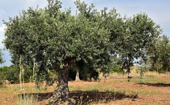 57 terrenos y fincas en venta sant carles de la rapita