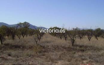 7 terrenos y fincas en venta biar