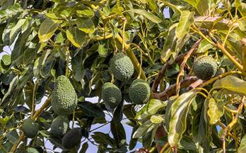 39 terrenos y fincas en venta molvizar