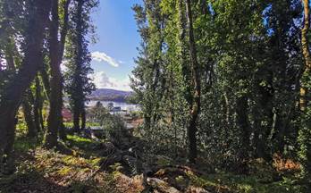 venta terrenos solares abegondo orto