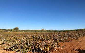 venta finca rustica bollullos par del condado andalucia