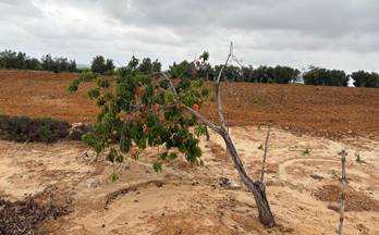 venta finca rustica bollullos par del condado bollullos par del condado