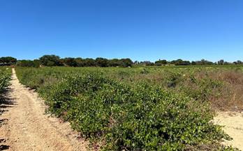 151 terrenos y fincas en venta villarrasa
