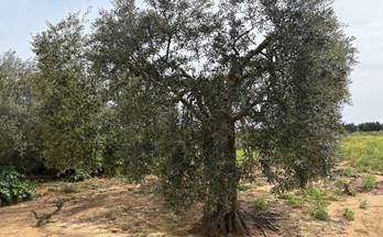 venta terrenos solares bollullos par del condado andalucia