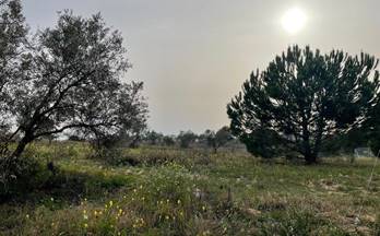 venta finca rustica la palma del condado la palma del condado