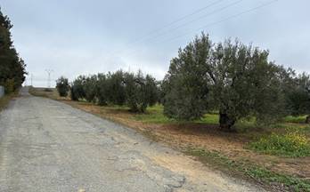 venta finca rustica almonte almonte