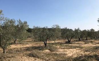 167 terrenos y fincas en venta almonte