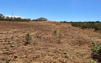 venta finca rustica almonte almonte