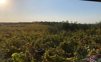 176 terrenos y fincas en venta villarrasa