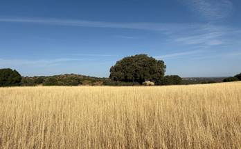 venta finca rustica alhambra alhambra